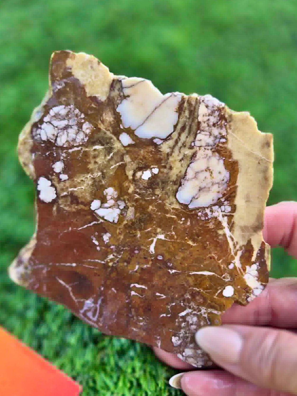 Wild Horse Jasper Slabs G342-348