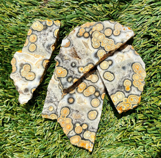 Orbicular Yellow Ocean Jasper 