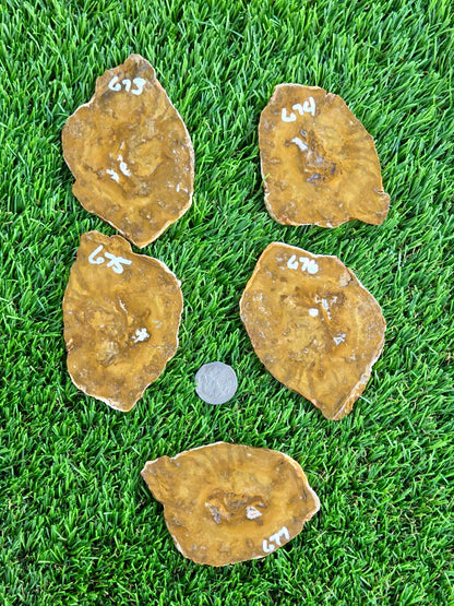 Mustard Picture Jasper Slabs N673-677