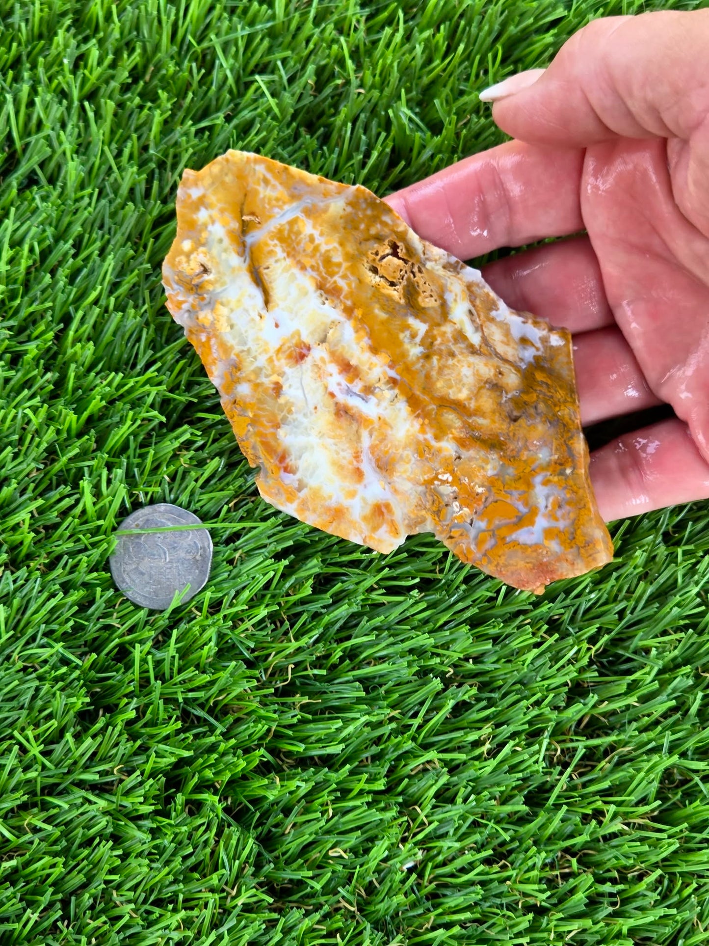 Mexican Honey Fortification Agate Slabs N663-664