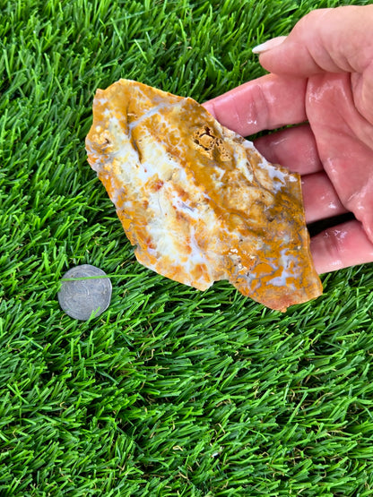 Mexican Honey Fortification Agate Slabs N663-664