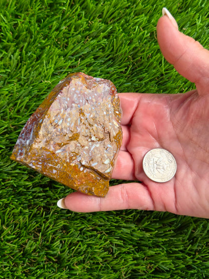 Petrified Palm Wood Slabs O788–793