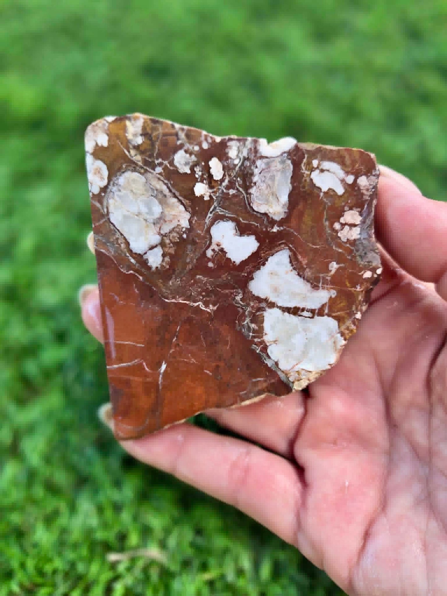 Wild Horse Jasper Slabs G338-341