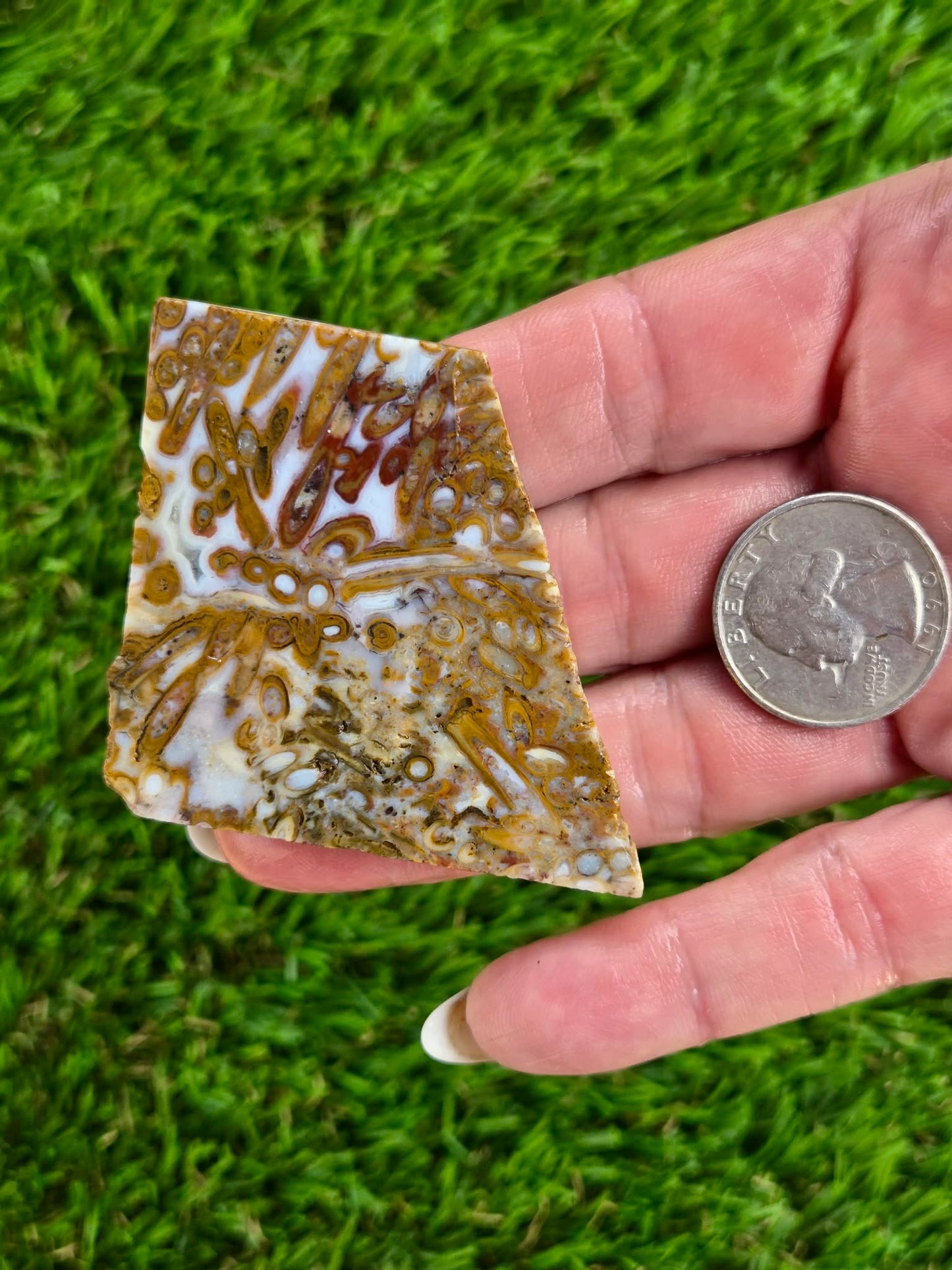 Petrified Palm Root Slabs 0781-787