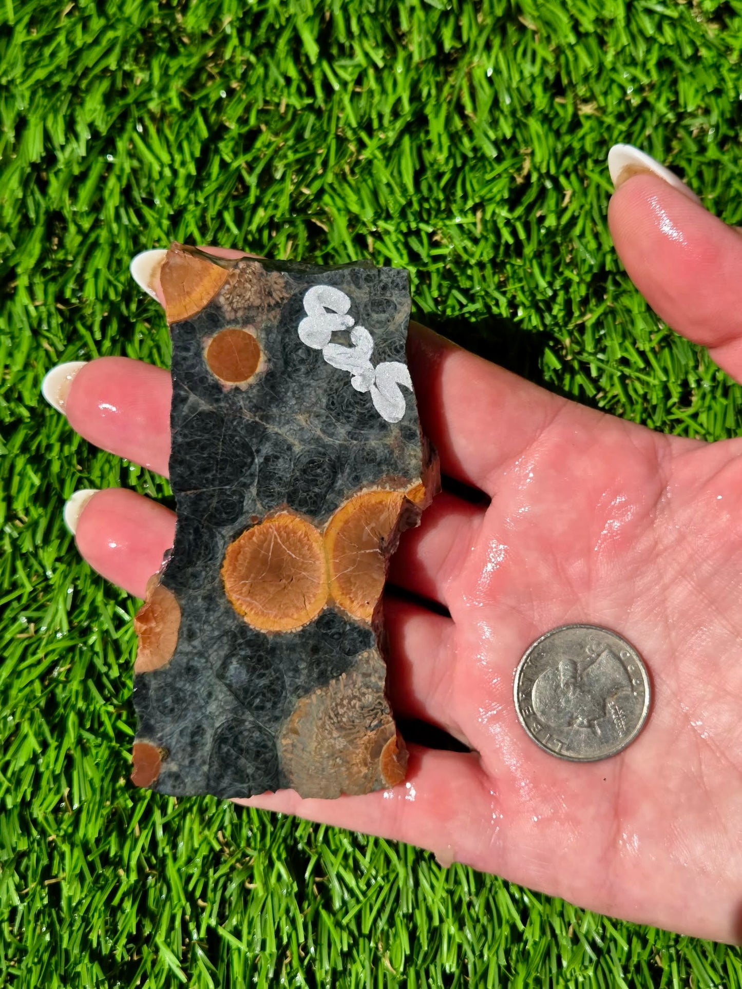 Agatized Fossil Coral Slabs Q824–830