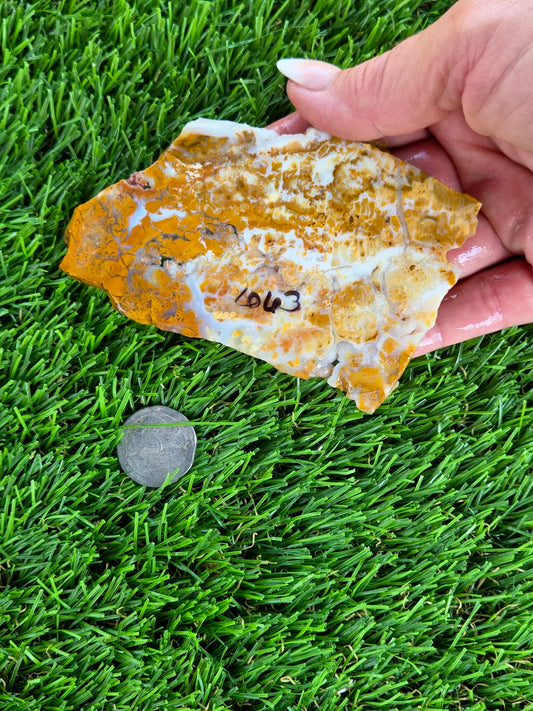 Mexican Honey Fortification Agate Slabs N663-664