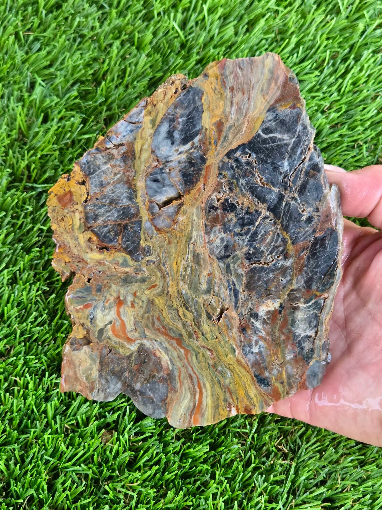 Rainbow Petrified Wood Slabs K518-519