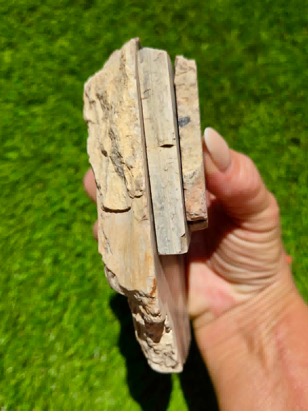 Arizona Petrified Wood I428-430