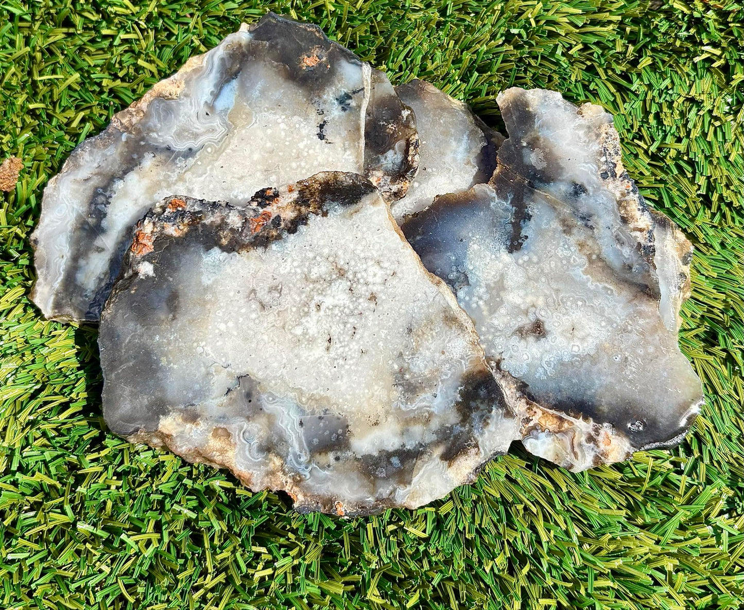 Agatized Petrified Wood AZ