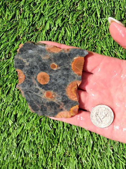 Agatized Fossil Coral Slabs Q824–830