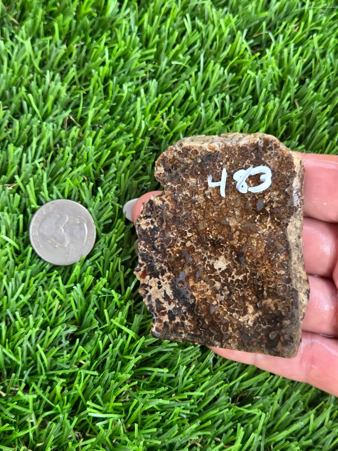 Utah Petrified Wood Slabs J480-484