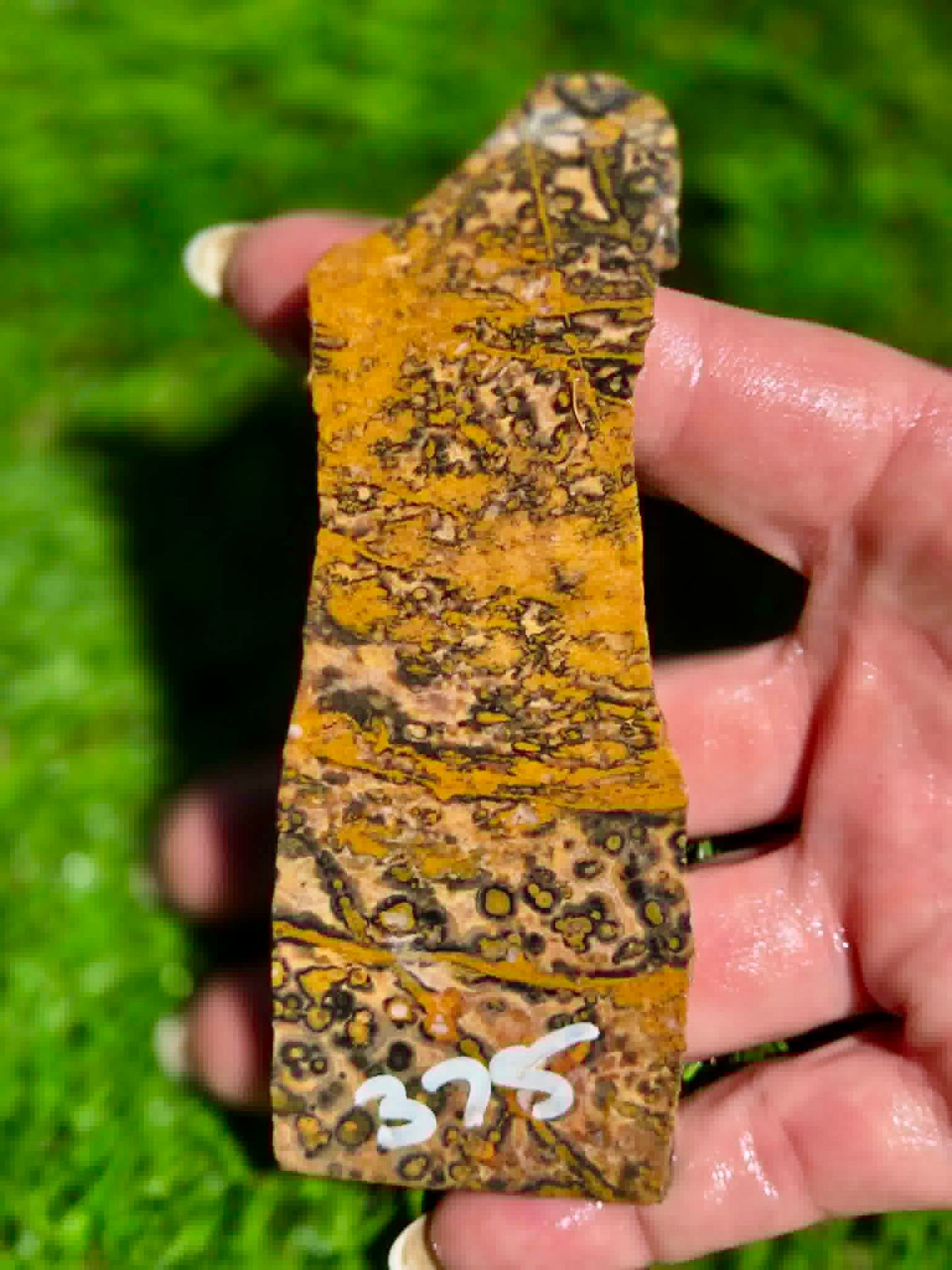 Leopard Skin Jasper Slabs H371-378