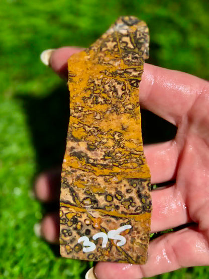 Leopard Skin Jasper Slabs H371-378