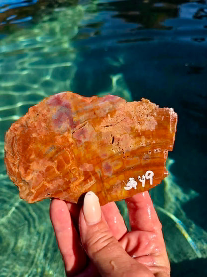 Arizona Rainbow Petrified Wood Slab 244-451
