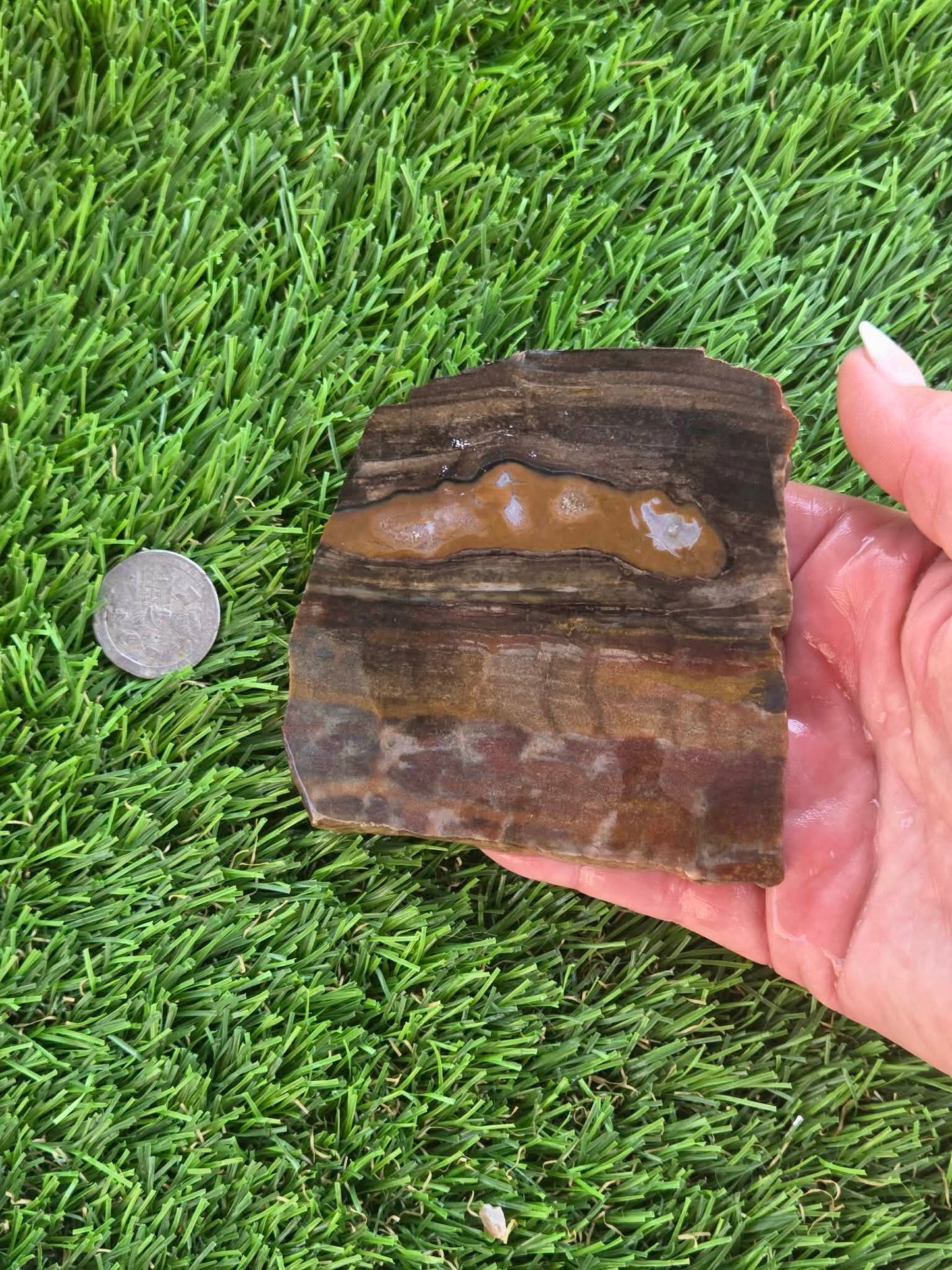 Agatized Petrified Wood Slab I453-458
