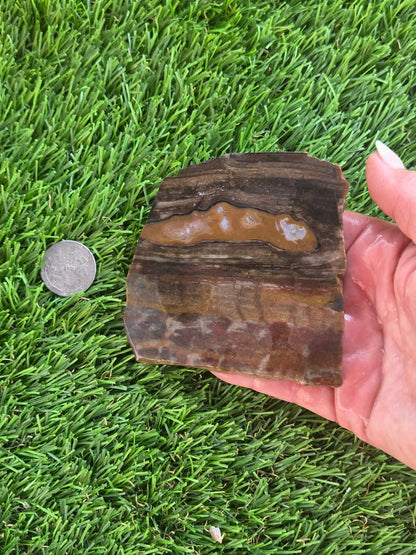 Agatized Petrified Wood Slab I453-458