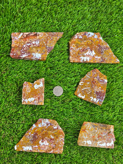 Petrified Palm Wood Slabs O788–793