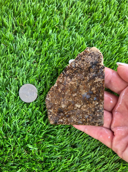 Utah Petrified Wood Slabs J480-484
