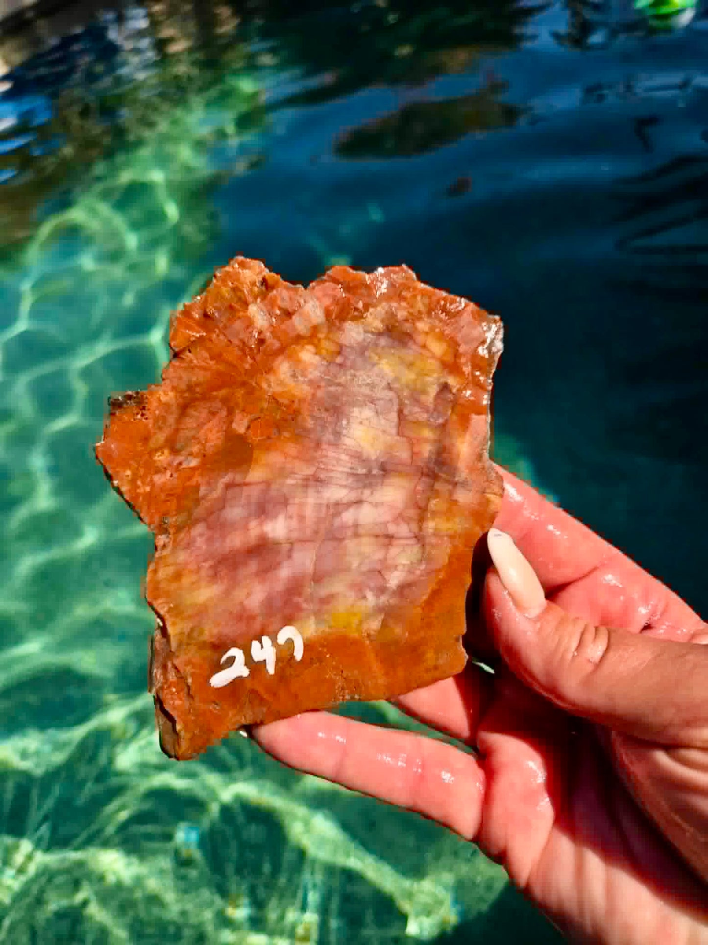 Arizona Rainbow Petrified Wood Slab 244-451