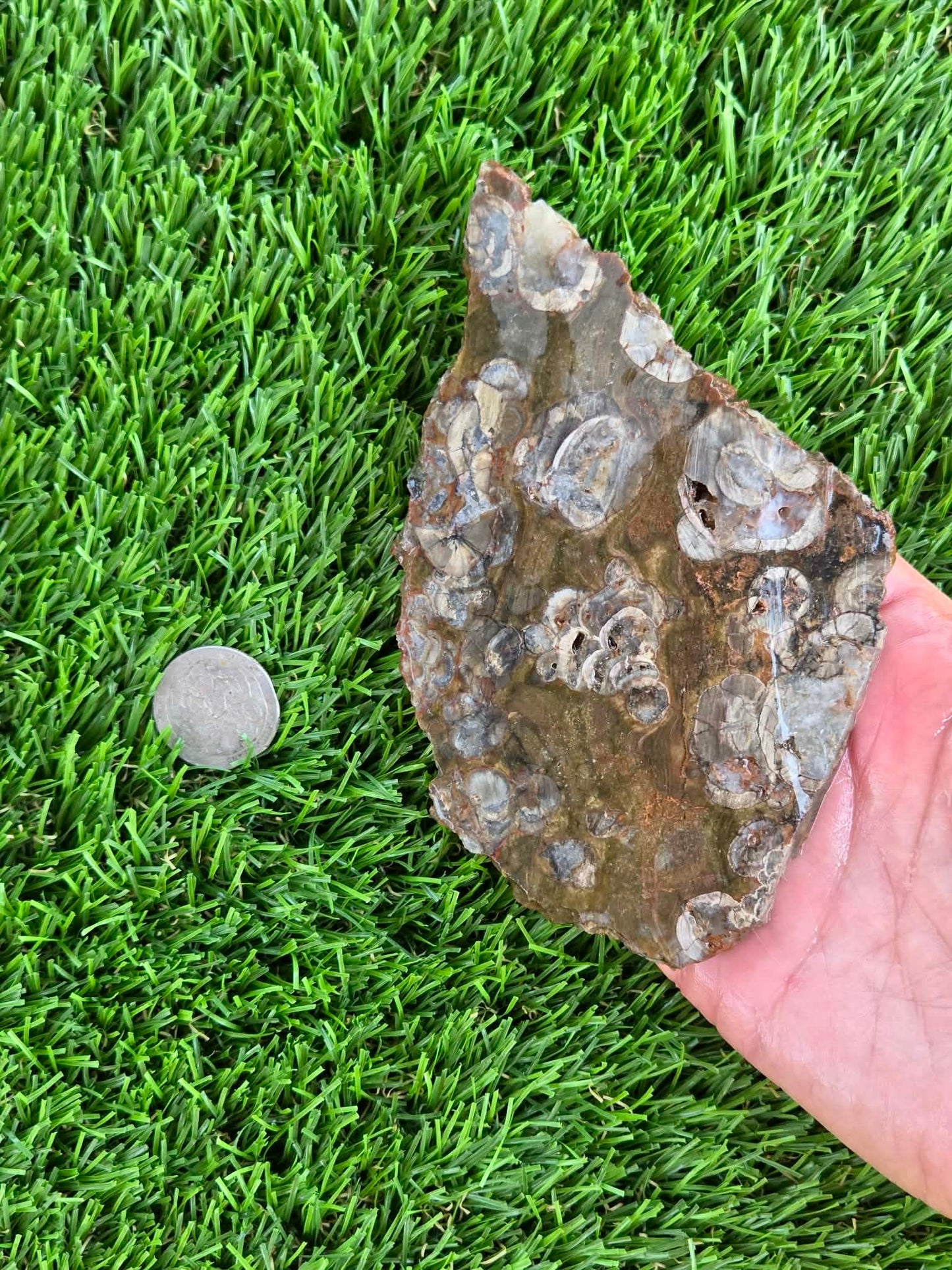 Green Mushroom Rhyolite M601-604