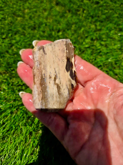 Arizona Petrified Wood I428-430