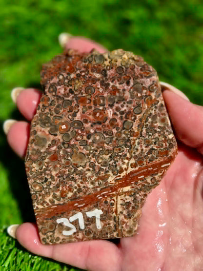 Leopard Skin Jasper Slabs H371-378