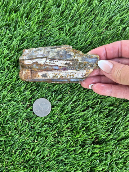 Camp Verde Agate Slabs  K534-537