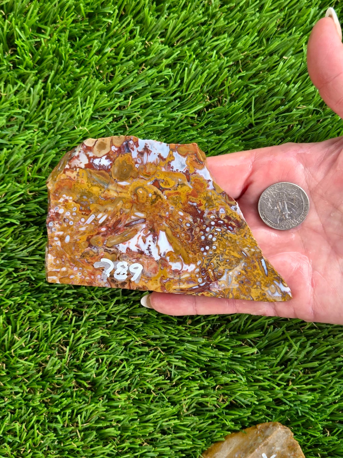 Petrified Palm Wood Slabs O788–793