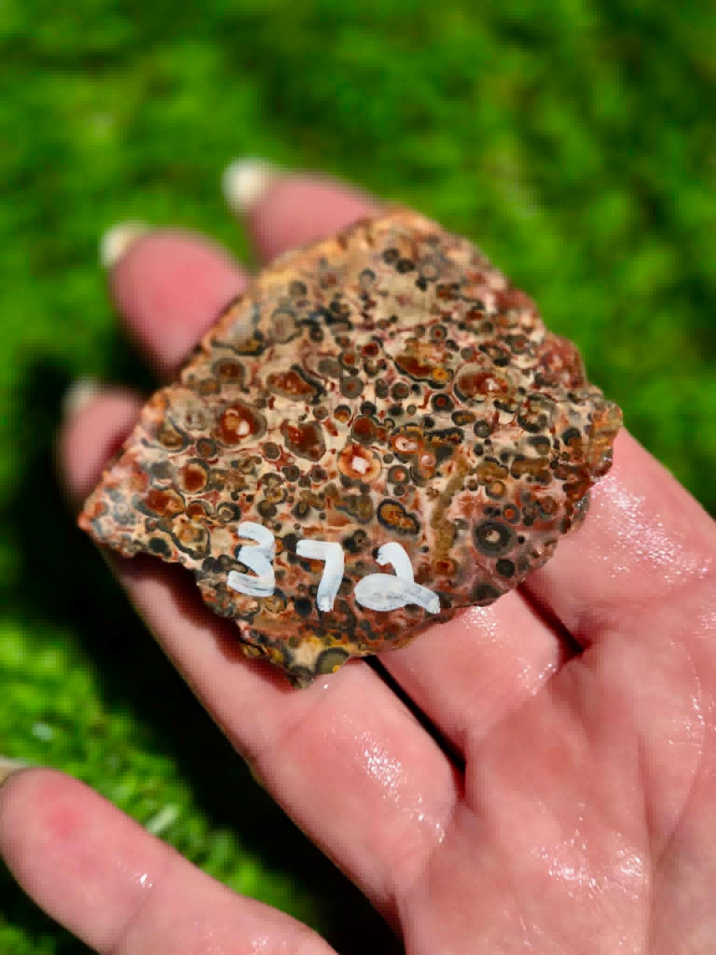 Leopard Skin Jasper Slabs H371-378