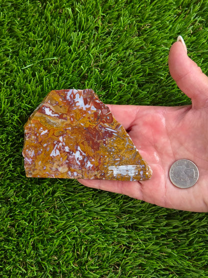 Petrified Palm Wood Slabs O788–793