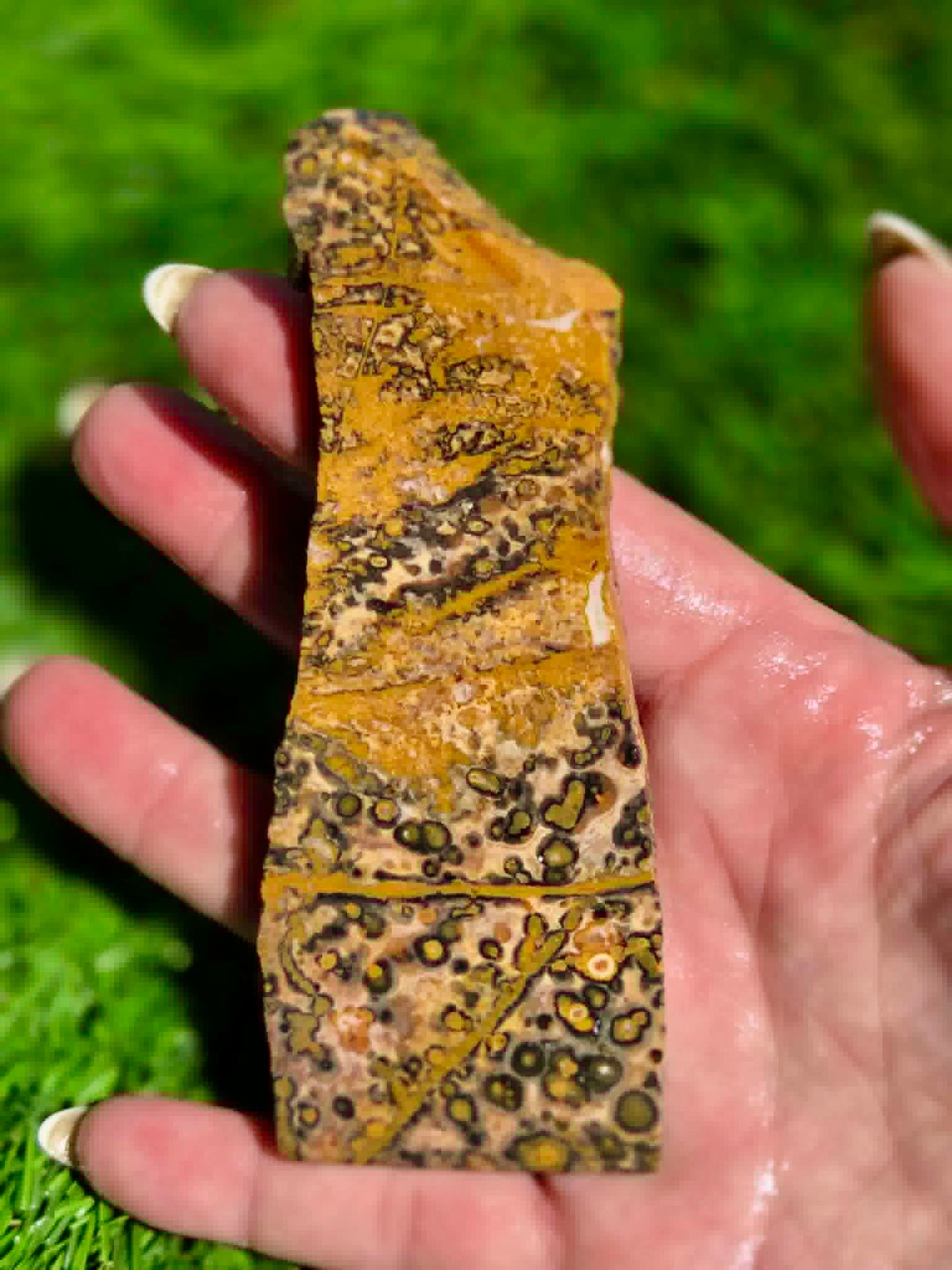 Leopard Skin Jasper Slabs H371-378
