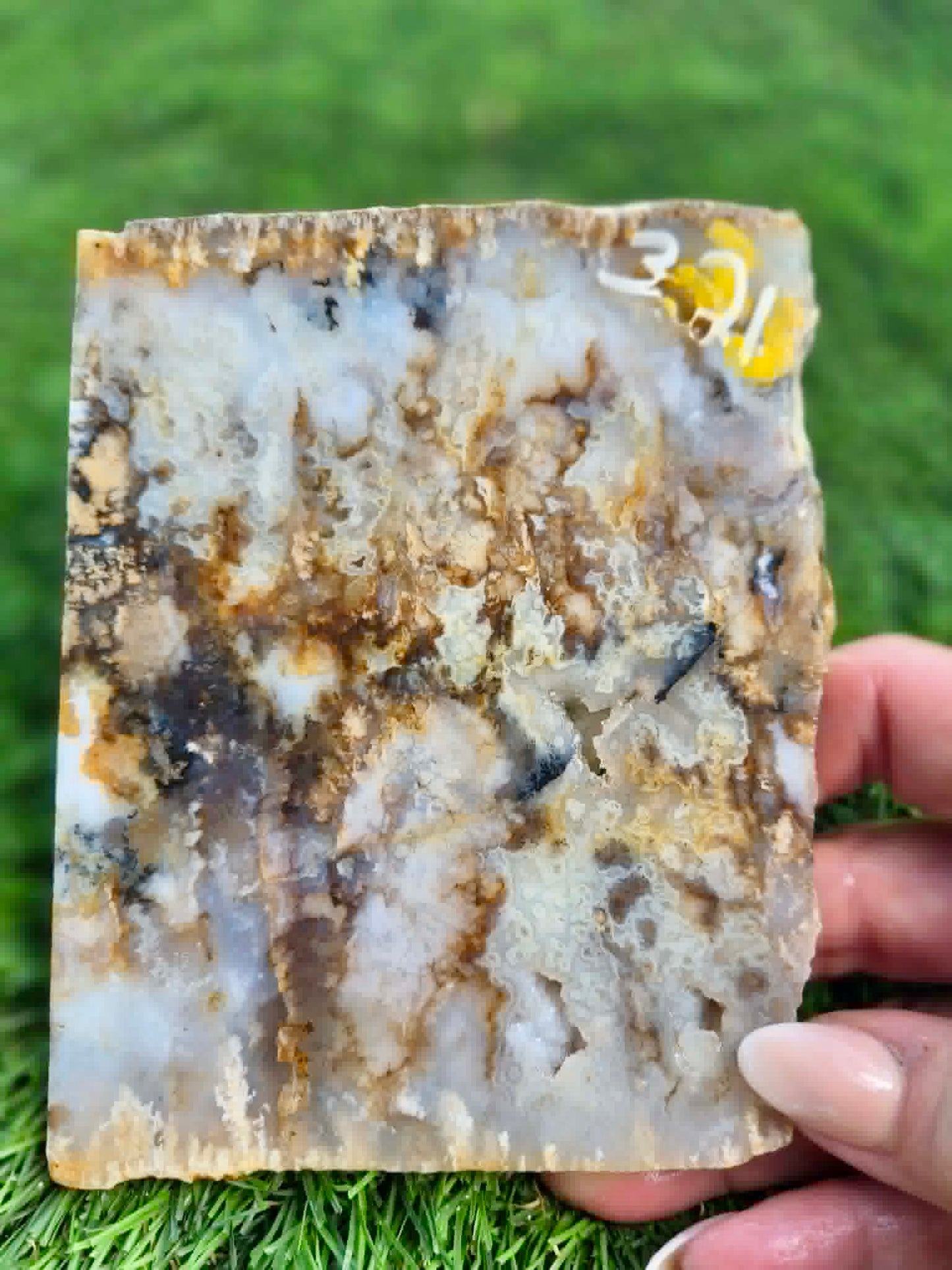 Graveyard Point Plume Agate Slabs G317-322