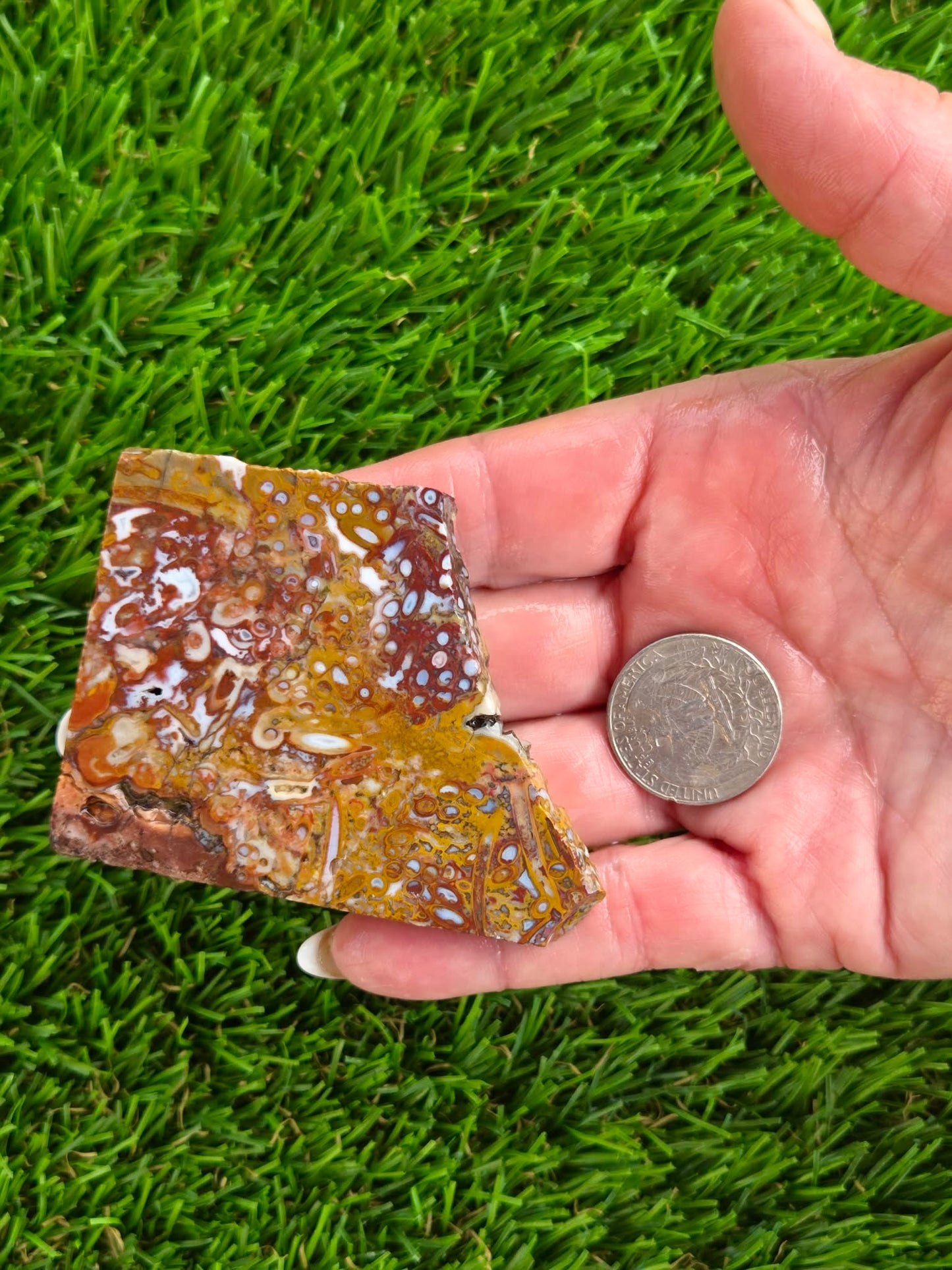 Petrified Palm Root Slabs 0781-787