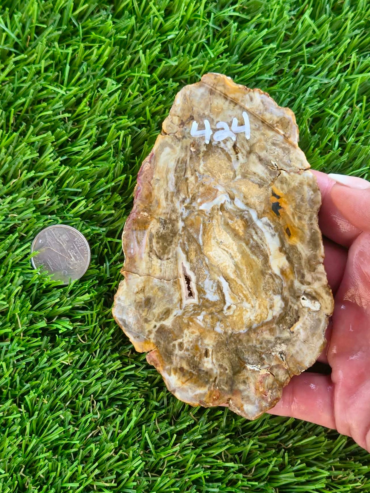 Brown Agatized Petrified Wood Slabs I420-427