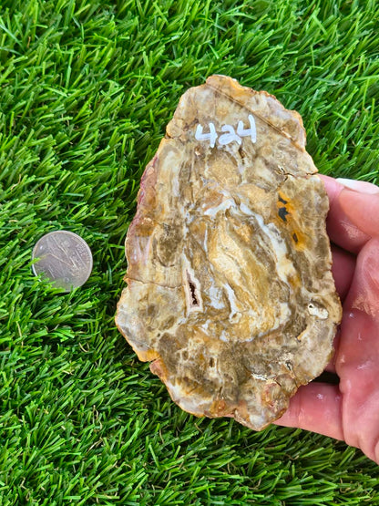 Brown Agatized Petrified Wood Slabs I420-427