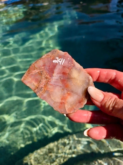 Arizona Rainbow Petrified Wood Slab 240-244