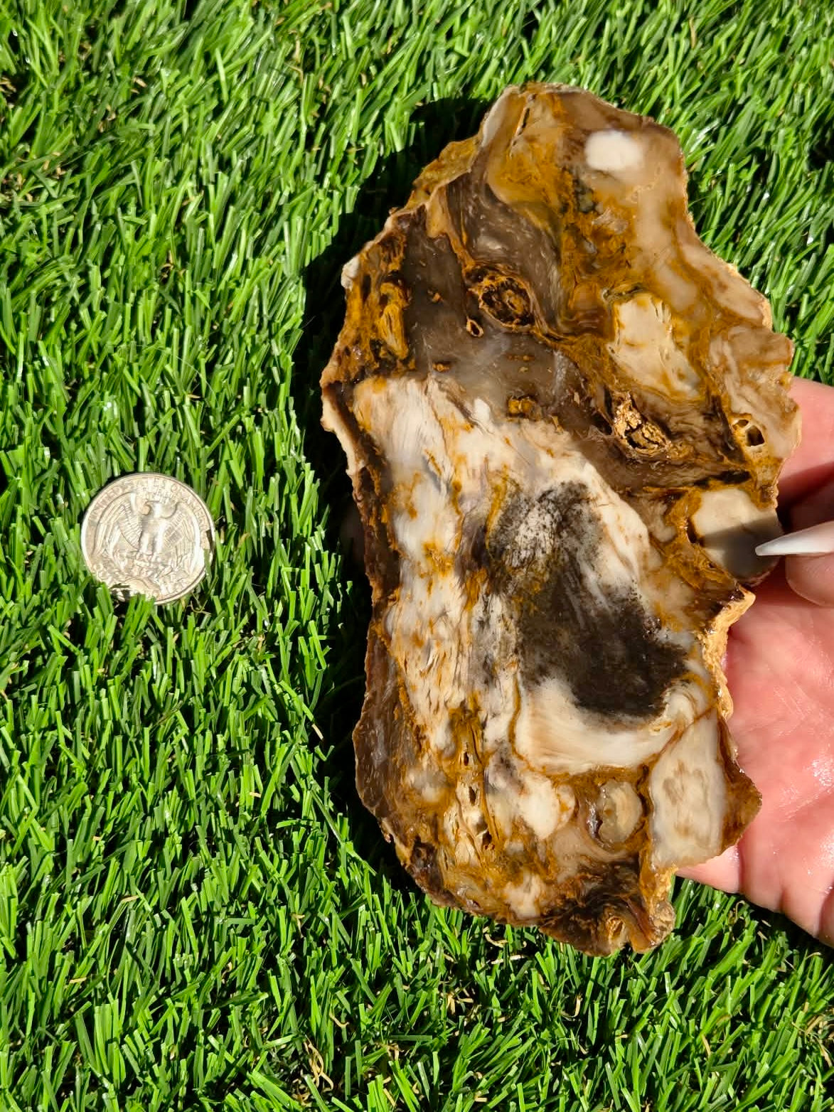 Utah Petrified Wood Slabs J492-494