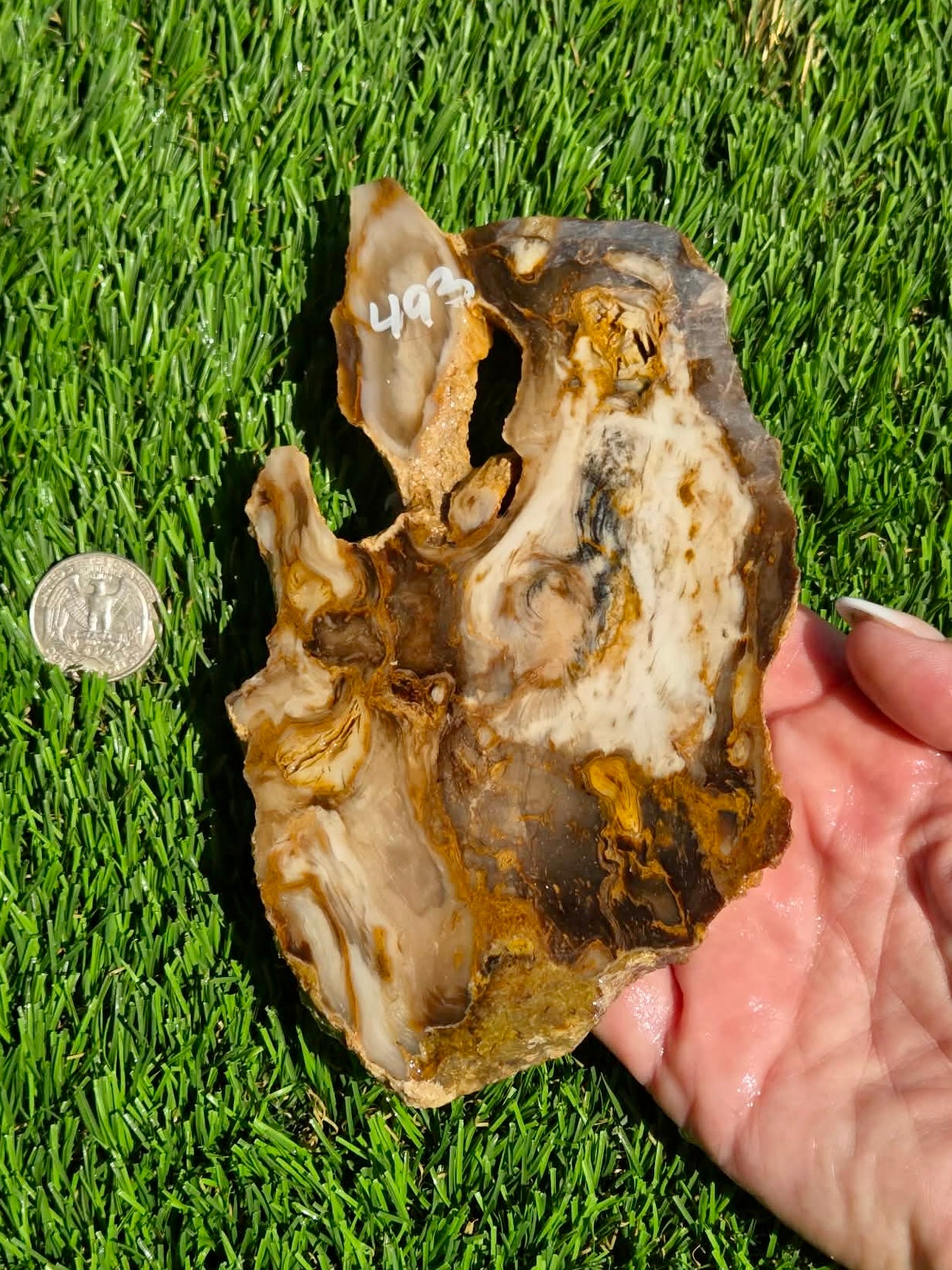 Utah Petrified Wood Slabs J492-494