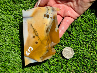 Oregon Polka Dot Jasper Slabs M612-617