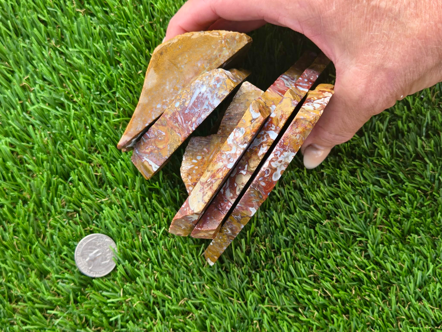 Petrified Palm Wood Slabs O788–793
