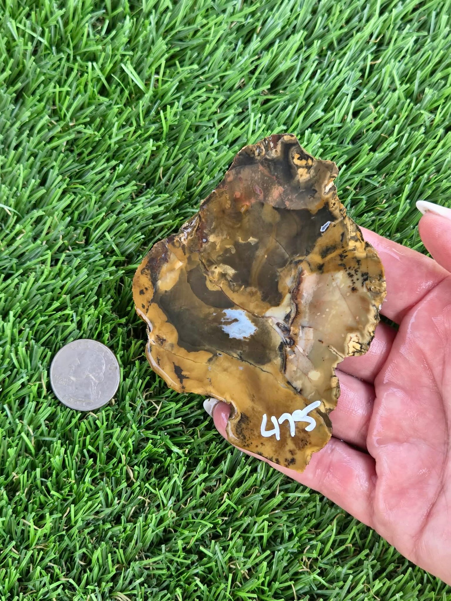 Utah Petrified Wood Slabs J474-479