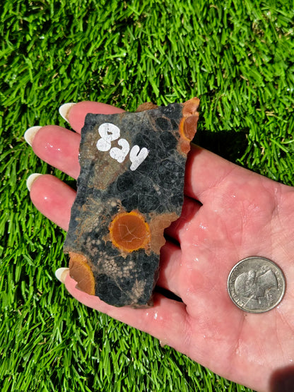 Agatized Fossil Coral Slabs Q824–830