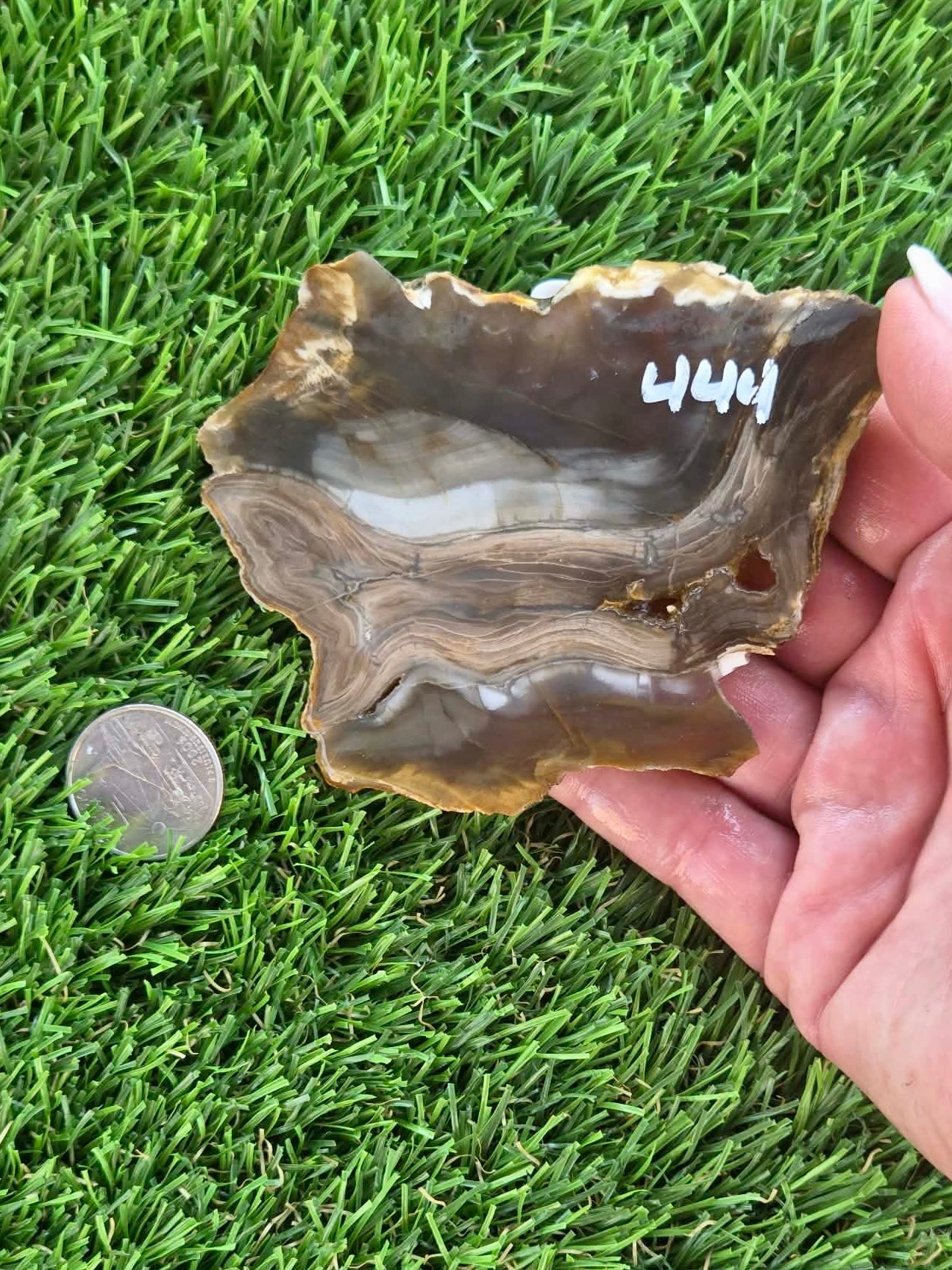 Agatized Petrified Wood Slab I431-435