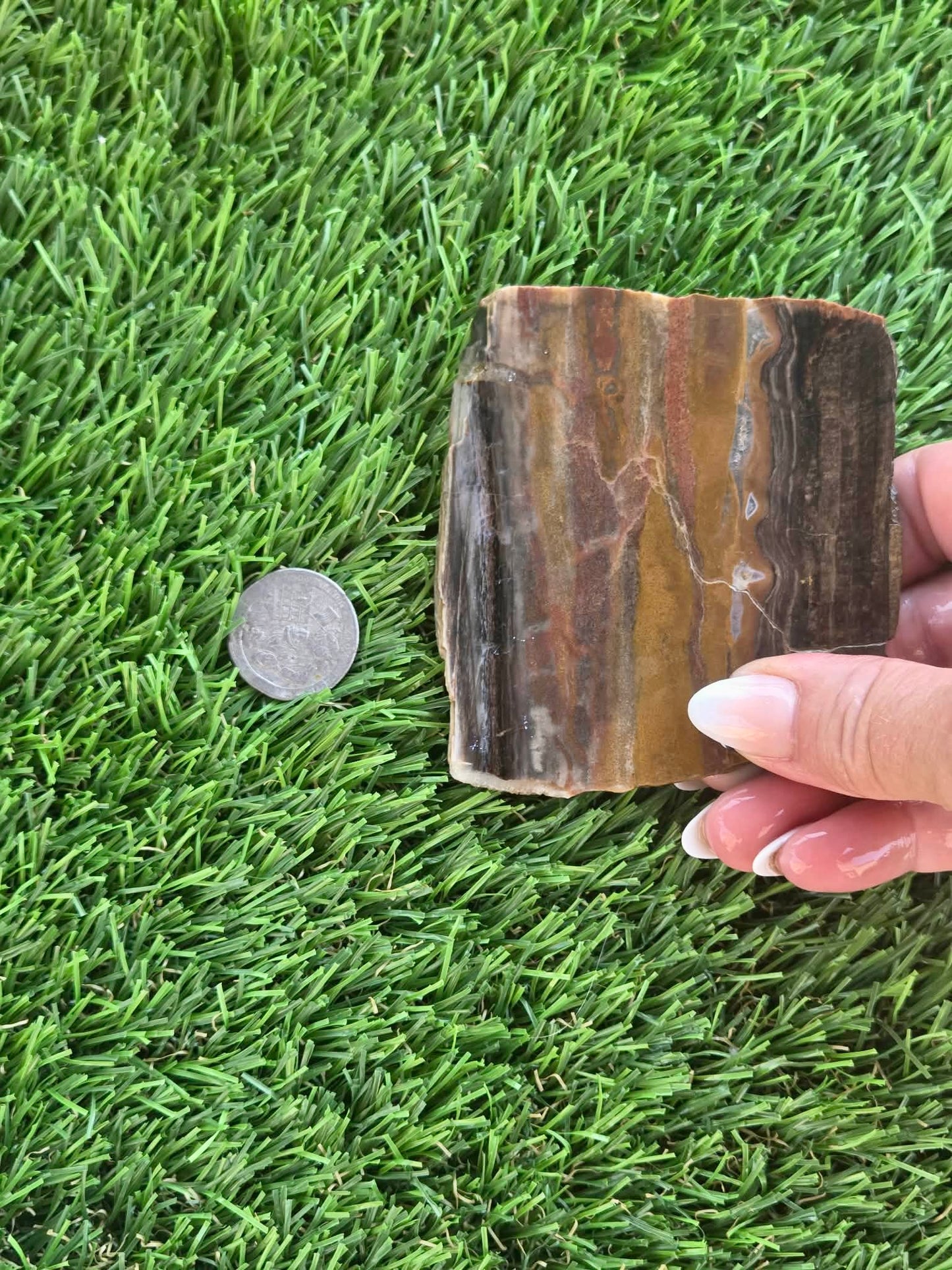Agatized Petrified Wood Slab I453-458