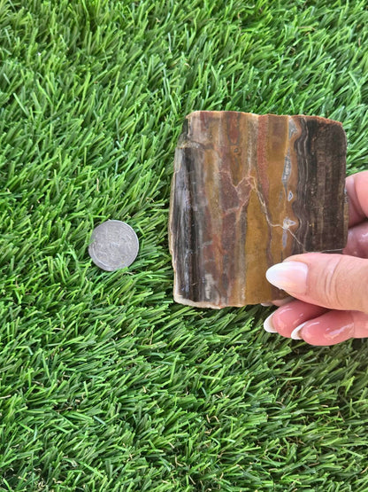 Agatized Petrified Wood Slab I453-458
