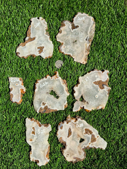 Natural Fortification Agate with Quartz Crystal Druzy Slabs M624-629