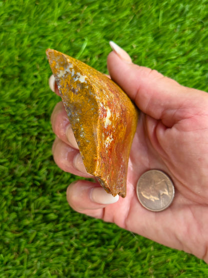 Petrified Palm Wood Slabs O788–793