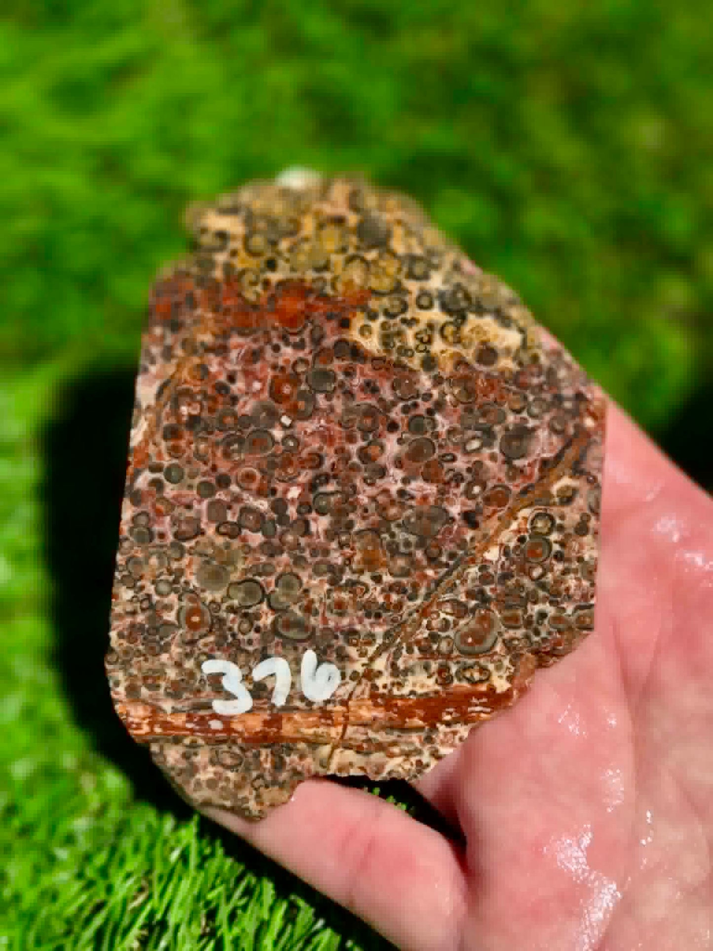 Leopard Skin Jasper Slabs H371-378