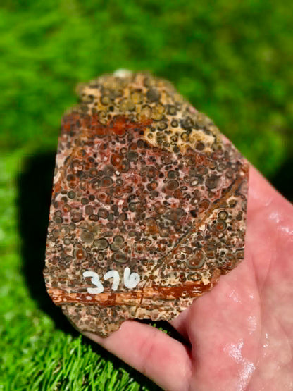 Leopard Skin Jasper Slabs H371-378