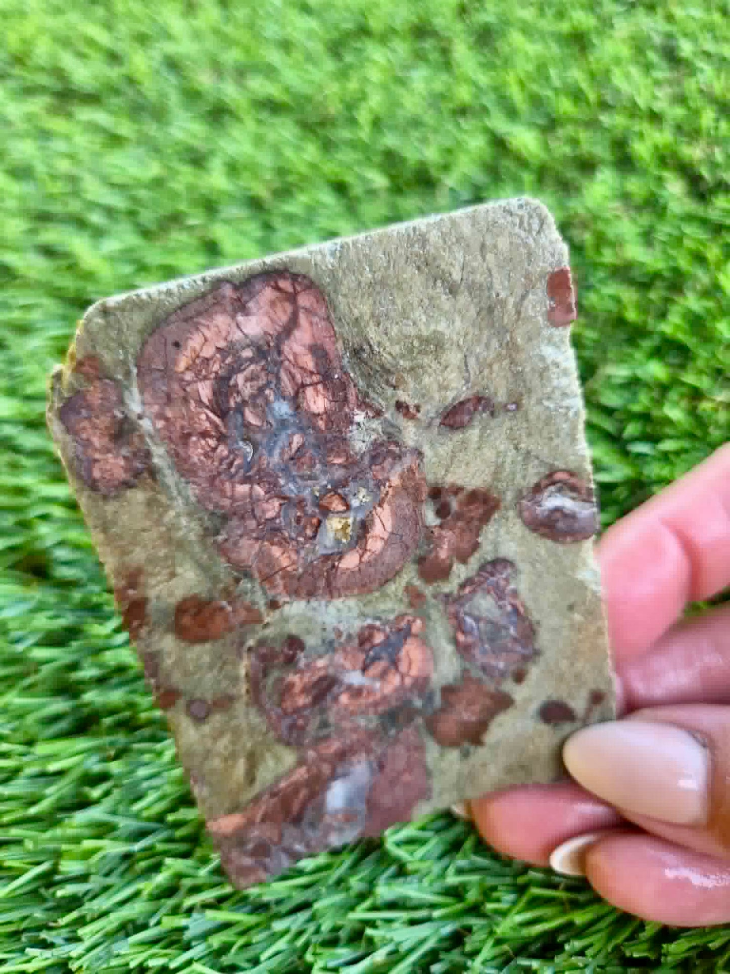 Green Mushroom Rhyolite Slabs G360-362